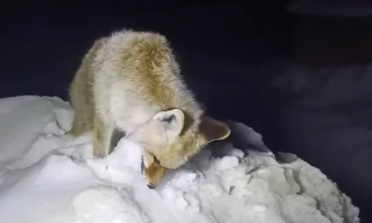 Hakkari'nin Yüksekova ilçesinde etkili olan dondurucu soğuklar nedeniyle yiyecek arayışındaki