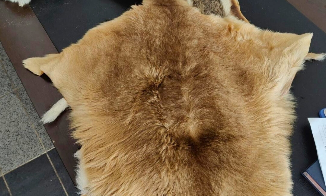 İncelemeler sonucunda ele geçirilen 5 adet hayvan postunun, 2’sinin kanguru,