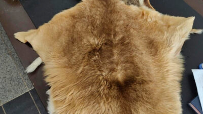 İncelemeler sonucunda ele geçirilen 5 adet hayvan postunun, 2’sinin kanguru,