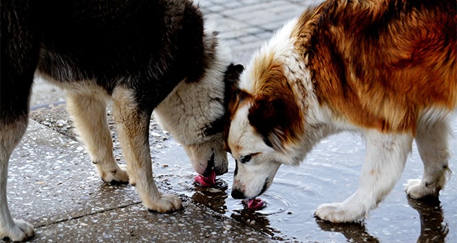2026 yılının ilk Belediye Meclis Toplantısı, Belediye Başkanı Burcu Köksal
