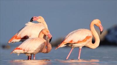 Kastamonu'nun Abana ilçesinde Ezine Çayı'na gelen 3 flamingo, doğaseverlerin ilgi