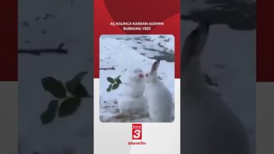 Aç kalan tavşan kardan adamın burnunu yedi 📶https://kanal3.com.tr/ Sosyal Medya