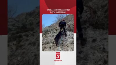 Mardin’in Midyat ilçesinde sarp arazide mahsur kalan bir keçi, AFAD