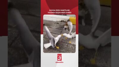 Yoldan geçerken kavga eden martıları gören kedi, kayıtsız kalmadan hemen