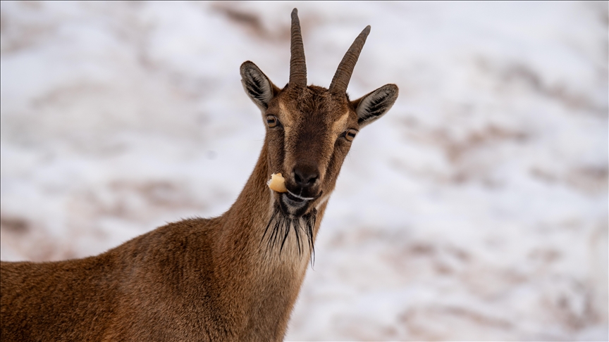 Adıyaman'da köy merkezine inen yaban keçileri, karlı bölgede yiyecek ararken