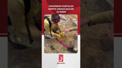 Çanakkale’de devam eden orman yangınları sadece ağaçları değil, orman canlılarını