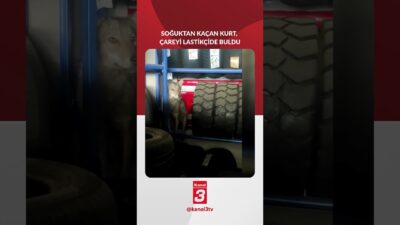 Kanal 3Pts, Ocak 19, 2026 10:00pmURL:Embed:Soğuktan kaçan kurt çareyi lastikçide
