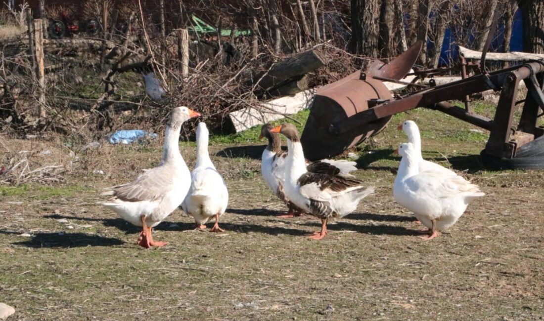 AFYONKARAHİSAR (AA) – Afyonkarahisar'ın Sandıklı ilçesinde köylüler geçimlerini kaz yetiştiriciliğinden