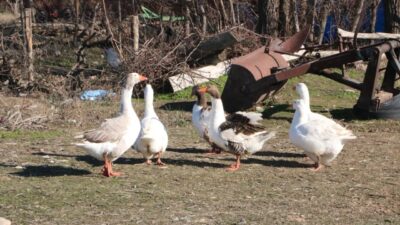 AFYONKARAHİSAR (AA) – Afyonkarahisar'ın Sandıklı ilçesinde köylüler geçimlerini kaz yetiştiriciliğinden