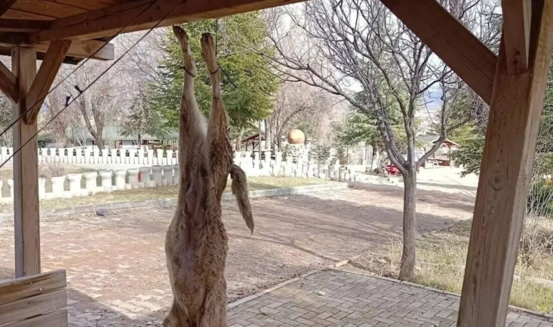 Afyonkarahisar’da bir parktaki çardağa asılan sokak köpeği katledilirken, Bolvadin Kaymakamlığı’ndan