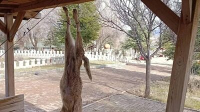 Afyonkarahisar’da bir parktaki çardağa asılan sokak köpeği katledilirken, Bolvadin Kaymakamlığı’ndan