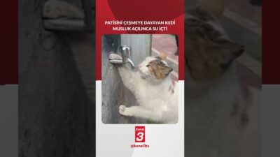 Batman’da soğuk havada susayan kedi, vatandaşların çeşmenin musluğunu açmasıyla susuzluğunu