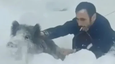 Sinop’un Erfelek ilçesinde karlı yolda ilerlerken karşılaştığı yaban domuzu sürüsündeki