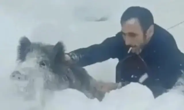 Sinop’un Erfelek ilçesinde karlı yolda ilerlerken karşılaştığı yaban domuzu sürüsündeki