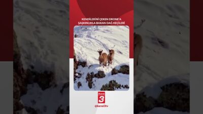 Dağ keçileri, kendilerini çeken Drone’u böyle izledi! 📶https://kanal3.com.tr/ Sosyal Medya