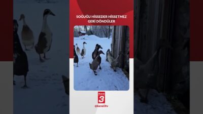 Ördekler dondurucu soğuğu görünce yollarından geri döndüler. 📶https://kanal3.com.tr/ Sosyal Medya