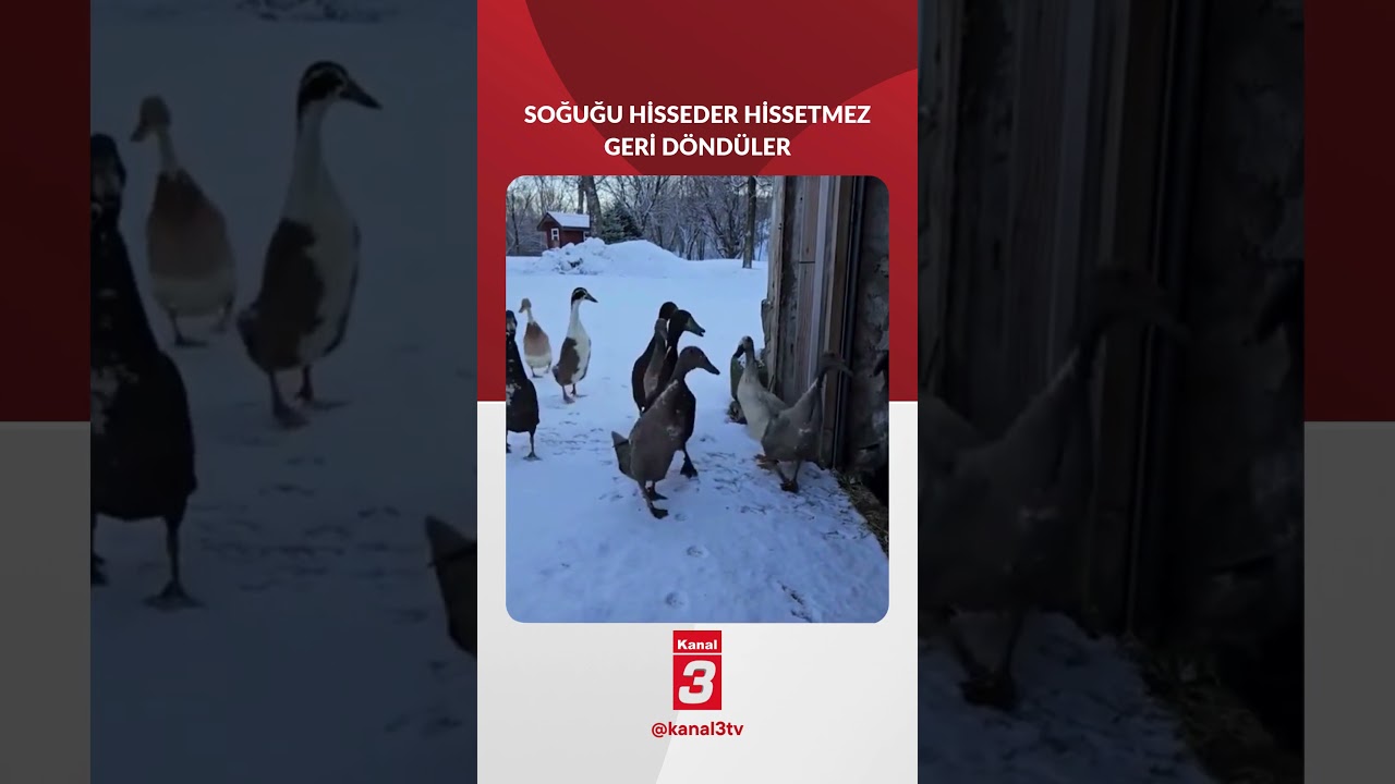 Ördekler dondurucu soğuğu görünce yollarından geri döndüler. 📶https://kanal3.com.tr/ Sosyal Medya