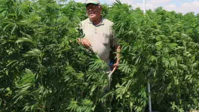 Tarım ve Orman Bakanlığı, kenevir yetiştiriciliğine dair usul ve esasları