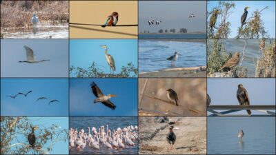 Kuşların göç yollarının kesiştiği Çukurova Deltası'ndaki lagünler, kış aylarında da