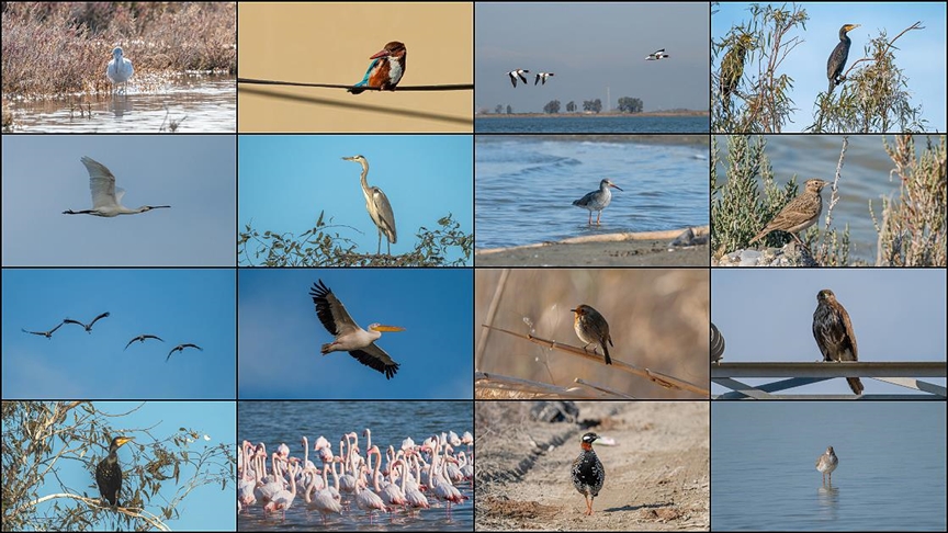 Kuşların göç yollarının kesiştiği Çukurova Deltası'ndaki lagünler, kış aylarında da