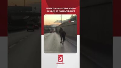 Bursa’da ana yolda koşan başıboş at görüntülendi. 📶https://kanal3.com.tr/ Sosyal Medya