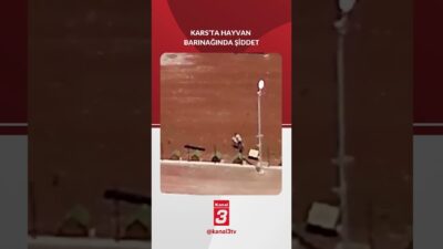 Kars Belediyesine bağlı hayvan barınağında bir köpeği sopayla dövüp fırlatan