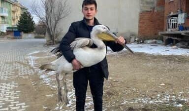 Afyonkarahisar’da sokakta gezen bir genç tarafından bulunan uçamayan pelikan koruma
