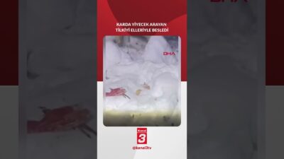 Adıyaman’da kar yağışı sonrası yiyecek bulmakta zorlanan bir tilki, Mahmut