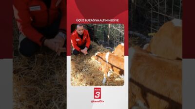 Edirne’nin Orhaniye köyünde hayvancılıkla uğraşan bir yetiştiricinin işletmesinde dünyaya gelen