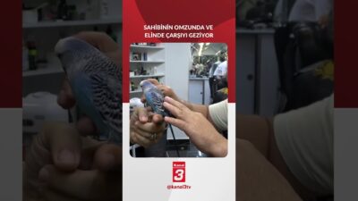 Bursa’da sahibinin omzunda ve elinde kapalı çarşıyı dolaşan muhabbet kuşu,