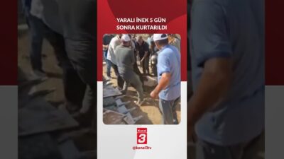 MARDİN’de dağda ayağı kırılan yaklaşık 500 kilo ağırlığındaki inek, 5