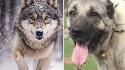 Sosyal medyada paylaşılan görüntülerde, ortaya çıkan türün fiziksel özelliklerinin her