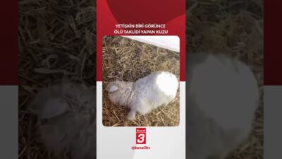 10 günlük bu sevimli kuzu, ne zaman yetişkin bir insan