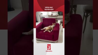 Bir kişi sosyal medyada ”Müge Anlı” izleyen kedisini paylaştı! 📶https://kanal3.com.tr/