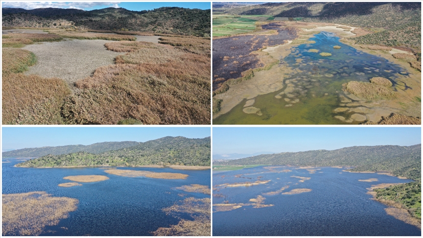 Aydın'ın Söke ilçesinde kuraklık nedeniyle çoğunluğu kuruyan "Ulusal Öneme Haiz