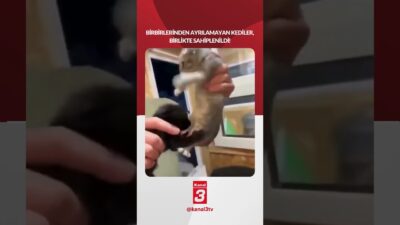 Birbirlerinden ayrılamayan kardeş kediler, birlikte sahiplenildi! 📶https://kanal3.com.tr/ Sosyal Medya Hesaplarımızı