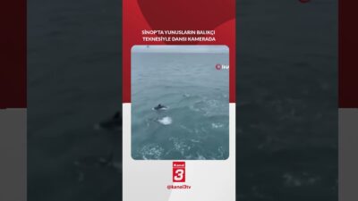 Sinop açıklarında avlanan balıkçılara eşlik eden yunus balıkları sürüsü, denizde