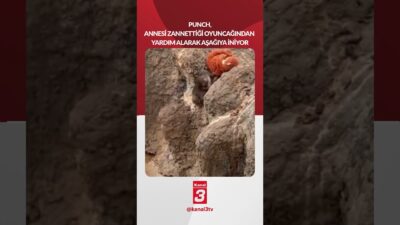 Punch, taşlardan inerken annesi zannettiği oyuncağından yardım alıyor! 📶https://kanal3.com.tr/ Sosyal