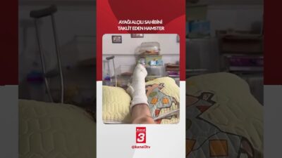 Hamster ayağı alçılı sahibini taklit etti! 📶https://kanal3.com.tr/ Sosyal Medya Hesaplarımızı