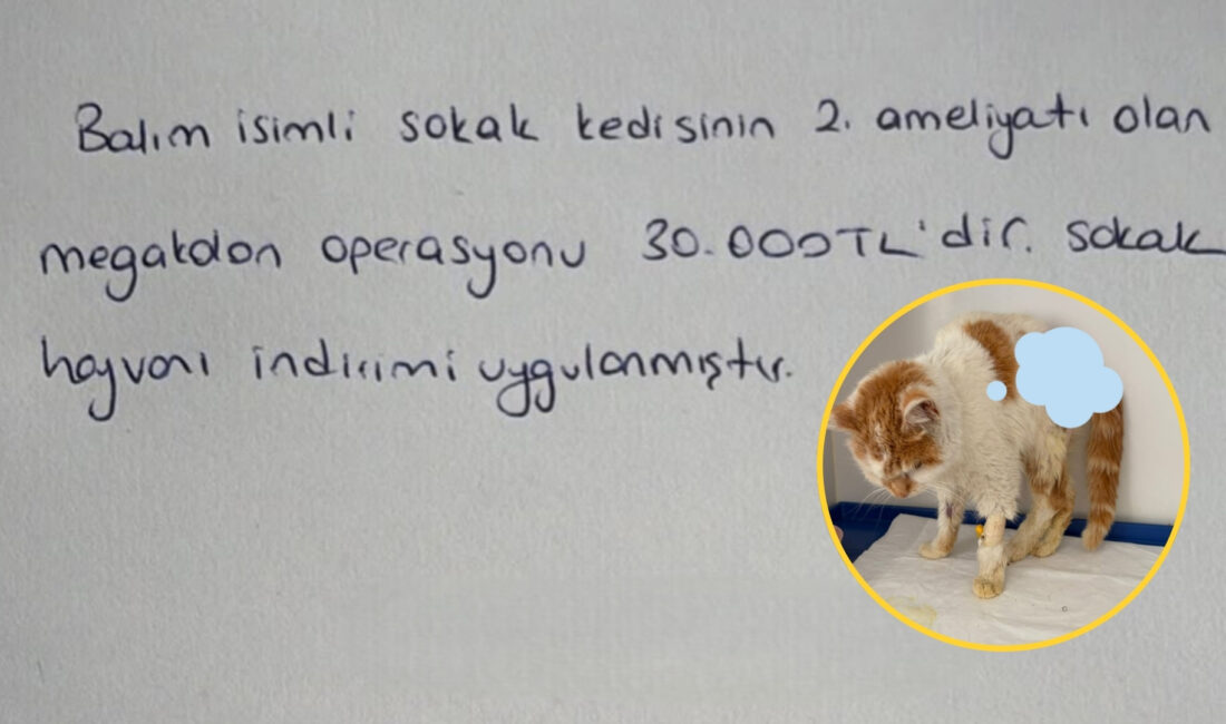 İstanbul'da bir veteriner kliniğinin, yardıma muhtaç bir sokak kedisinin ameliyatı