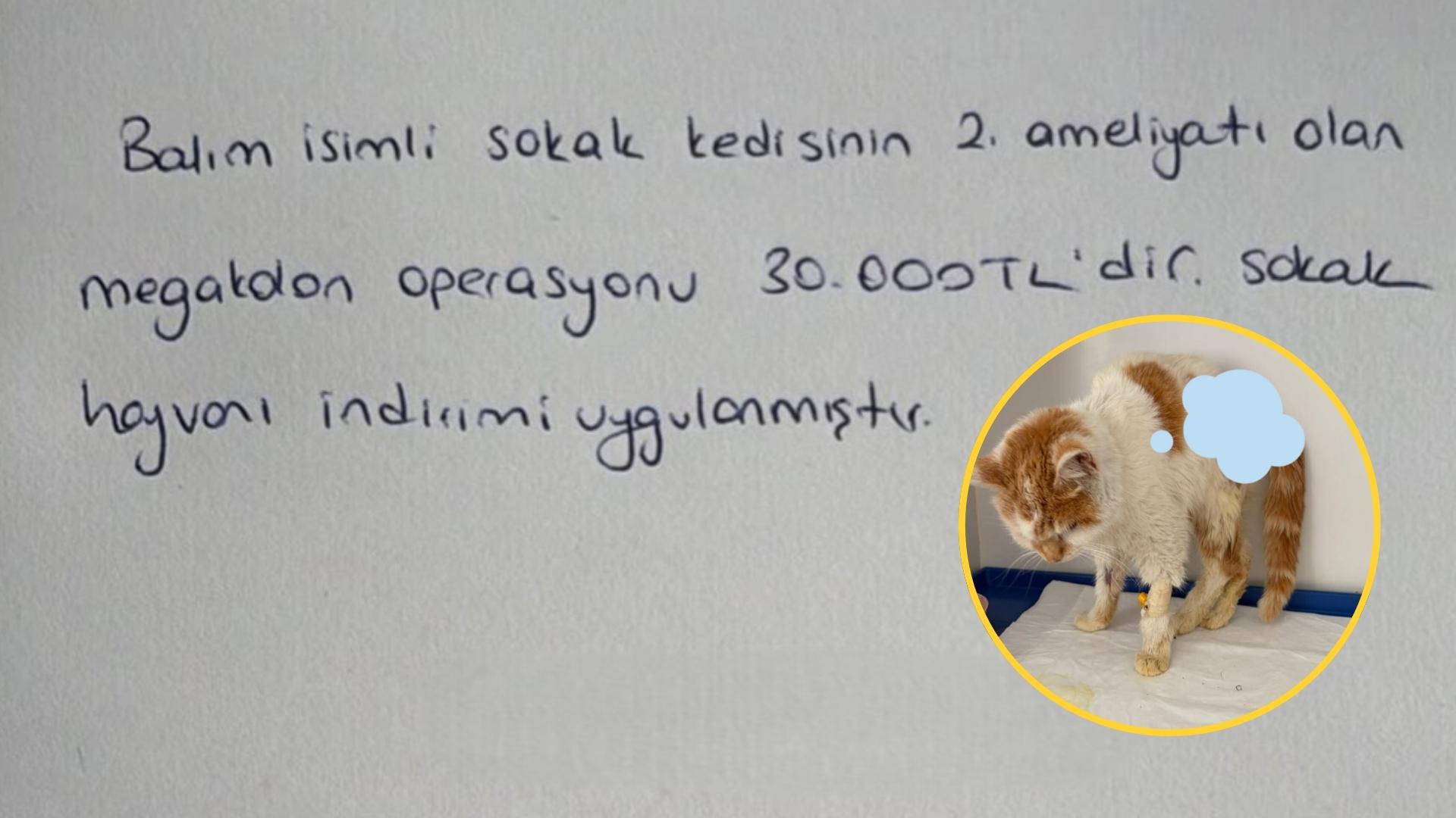 İstanbul'da bir veteriner kliniğinin, yardıma muhtaç bir sokak kedisinin ameliyatı