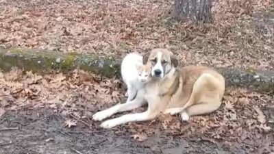 Samsun’un Kavak ilçesinde, genellikle "ezeli düşman" olarak bilinen kedi ve