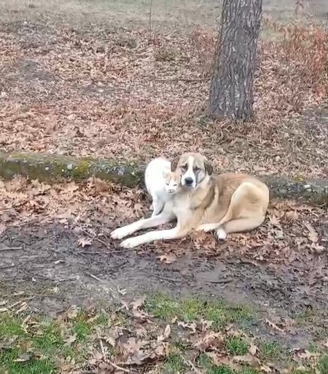 Samsun’un Kavak ilçesinde, genellikle "ezeli düşman" olarak bilinen kedi ve