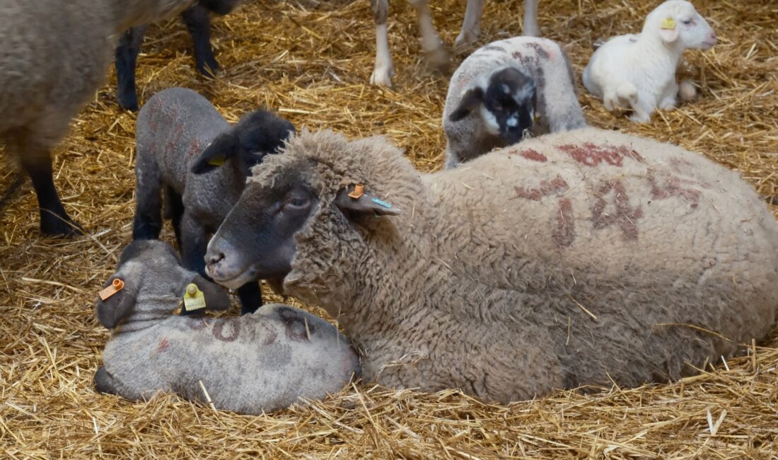 Tarım ve Orman Bakanlığına bağlı Bandırma Koyunculuk Araştırma Enstitüsü tarafından