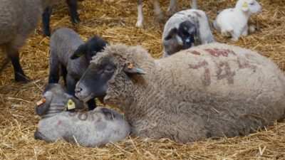 Tarım ve Orman Bakanlığına bağlı Bandırma Koyunculuk Araştırma Enstitüsü tarafından