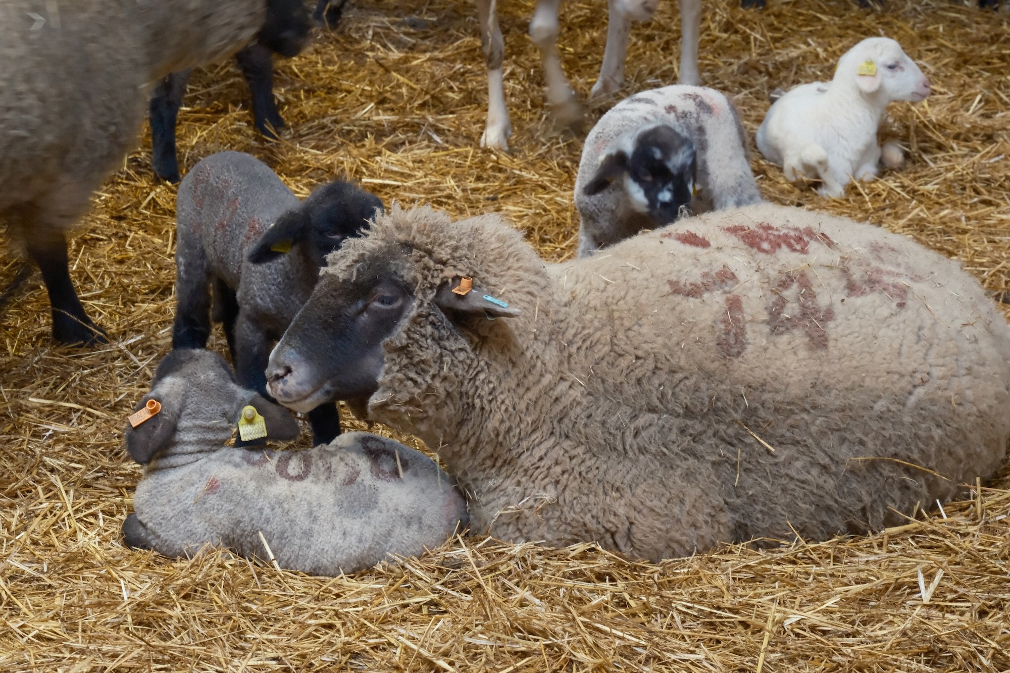 Tarım ve Orman Bakanlığına bağlı Bandırma Koyunculuk Araştırma Enstitüsü tarafından