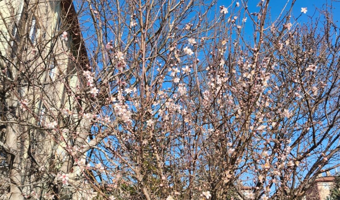 Afyonkarahisar’ın Dinar ilçesinde mevsim normallerinin üzerinde seyreden hava sıcaklıkları doğanın