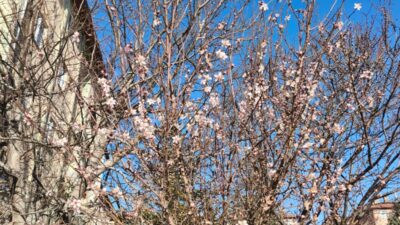 Afyonkarahisar’ın Dinar ilçesinde mevsim normallerinin üzerinde seyreden hava sıcaklıkları doğanın