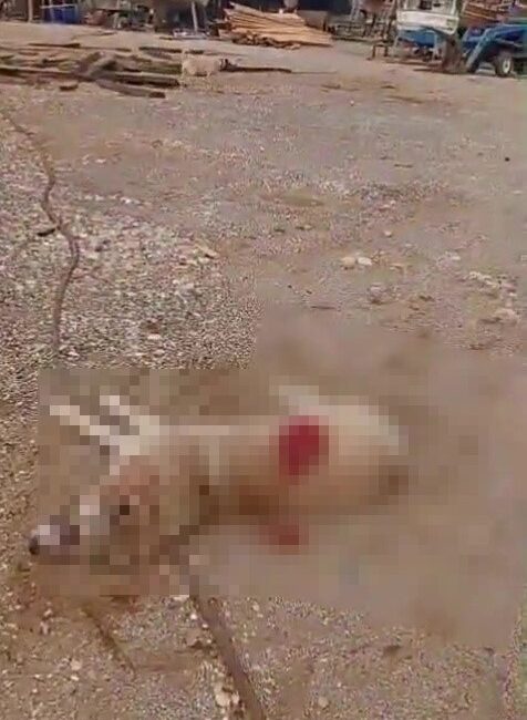 Antalya’nın Manavgat ilçesinde infial yaratan olayda, bir köpeği av tüfeğiyle