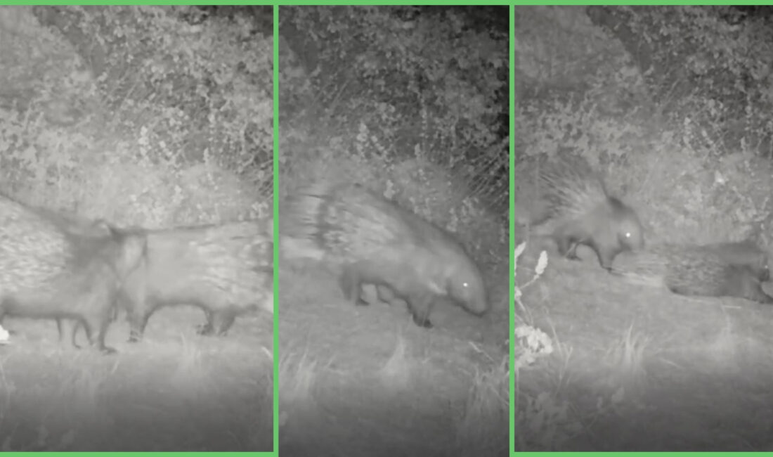 Doğanın sessizliğinde ağır adımlarla ilerleyen, dikenli siluetiyle dikkat çeken oklu